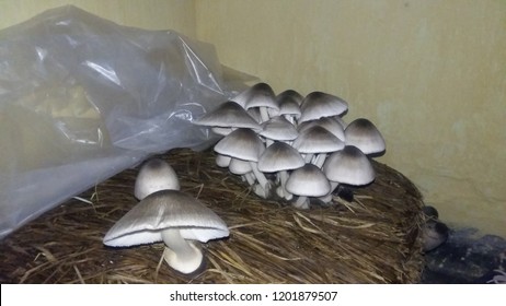 Paddy Straw Mushroom After Fully Grown