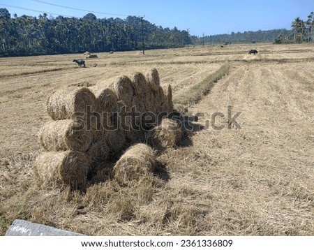 Paddy straw role, after rice harvesting, rice straw role in the field 