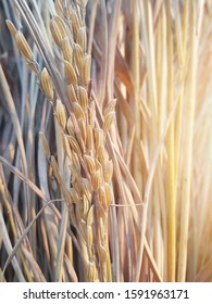 Paddy That Is Attached To The Straw And The Sun Shines.