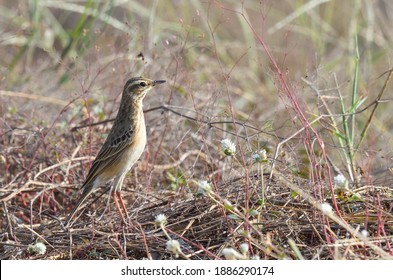 Paddyfield Pipit bird (Anthus rufulus) in natural