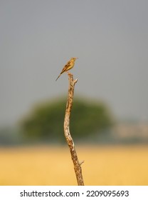 paddyfield pipit or Oriental pipit or Anthus rufulus bird perched at tal chhapar sanctuary churu rajasthan india asia