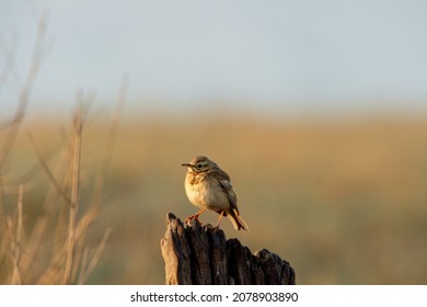 Paddyfield pipit or Oriental pipit bird on beautiful perched at dhikala zone of jim corbett national park or forest reserve uttarakhand india - Anthus rufulus