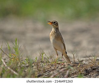 Paddyfield Pipit Perched and Singing
