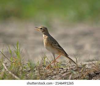 Paddyfield Pipit Perched and Singing
