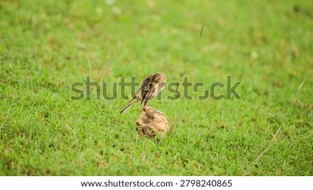 Paddyfield Pipit preening feathers while perched on a rock in a grassy habitat at Yala National Park, Sri Lanka