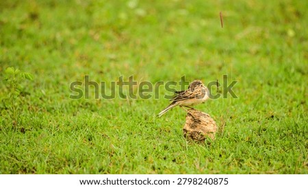 Paddyfield Pipit preening feathers while perched on a rock in a grassy habitat at Yala National Park, Sri Lanka