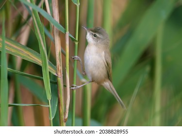 The paddyfield warbler (Acrocephalus agricola) sits on a reed in soft morning light against a blurred background. Easy identification