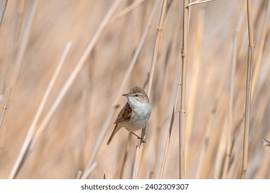Paddyfield Warbler, Acrocephalus agricola, in a wetland, on a sedge plant.