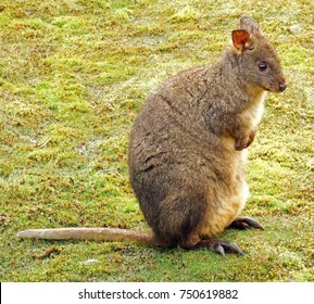 102 Tasmanian pademelon Images, Stock Photos & Vectors | Shutterstock