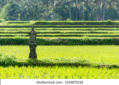 Padi Field In Bali With Offerings