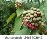 Padoga flower plant is round green and red when it blooms and grows well in gardens with tropical climates