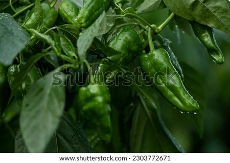 Similar – Image, Stock Photo Edible peppers Pepper
