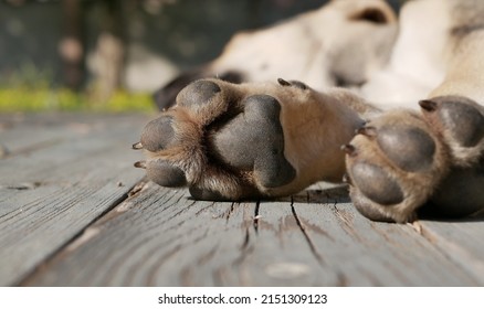 The Pads Of The Paws Of A Small Homeless Puppy. A Small Dog Sleeps In The Open Air Outside On A Sunny Summer Day.