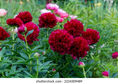 Paeonia Command Performance flowers in garden 