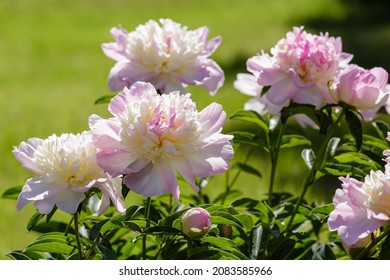 Paeonia Hibrida Raspberry Sundae In Summer Garden. Spring Floral Background.