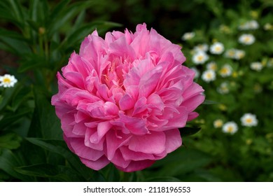 Paeonia  Joker.  Double pink peony flower.                              - Shutterstock ID 2118196553