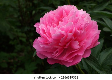  Paeonia  Joker.  Double pink peony flower.                                - Shutterstock ID 2166819321