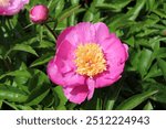 Paeonia Lact.-Grp. 