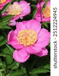 Paeonia Lact.-Grp. 