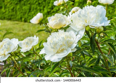 Paeonia lactiflora Archangel. Chinese peony or common garden peony. Plantae, Angiosperms, Eudicots, Saxifragales, Paeoniaceae, Paeonia . Spring, summer flowering. Delicate white velvet flowers. - Shutterstock ID 1440006443