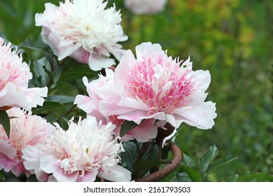 Paeonia lactiflora  'Do Tell' in flower.  - Shutterstock ID 2161793503