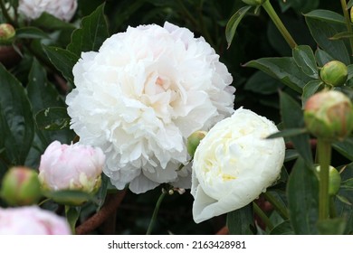Paeonia lactiflora 'Duchesse de Nemours'  in flower.  - Shutterstock ID 2163428981