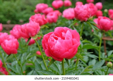 Paeonia lactiflora 'Ellen Cowley' in flower. 