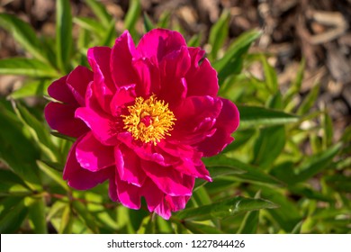Paeonia officinalis, the common peony, or garden peony, is a species of flowering plant in the family Paeoniaceae, native to France, Switzerland and Italy. 
