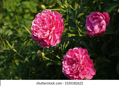 Paeonia Princess Margaret.  Double Pink Peony Flower. Paeonia Lactiflora (Chinese Peony Or Common Garden Peony). Beautiful Pink Peonies Growing In The Garden.