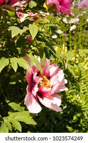 Paeonia Suffruticosa Ezra Pound Pink Peony Flowers In Garden