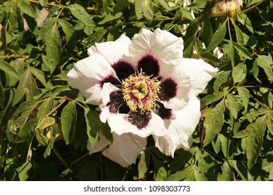 Paeonia Suffruticosa Ezra Pound White Flowers With Purple