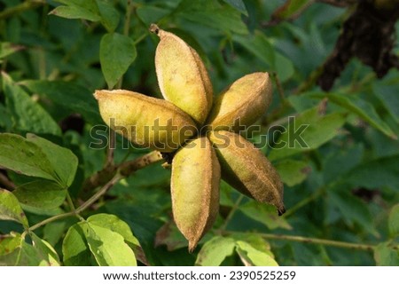 Paeonia suffruticosa seeds on a bush, Silique pod in the form of a plant fruit close-up during the seed ripening process