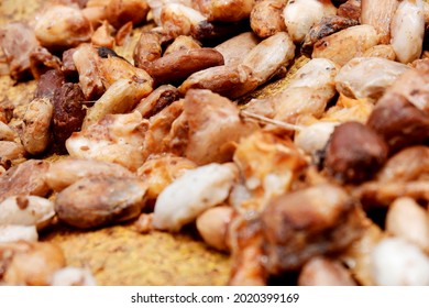 Pagaralam, South Sumatera, Indonesia - March, 14 2019:

Female Farmer Harvesting Fresh Cocoa Beans And Cocoa Fruit Traditionally At Pagaralam South Sumatera, Indonesia