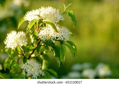 Pagoda Dogwood (Cornus Alternifolia)