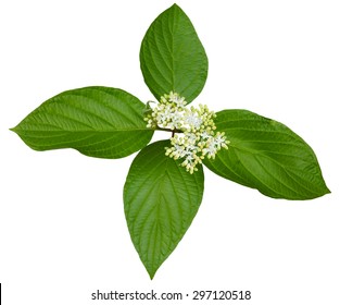 Pagoda Dogwood Flower And  Leaves Isolated On White