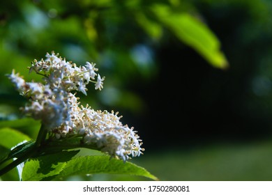 Pagoda Dogwood Flowers Bloom In Late Spring