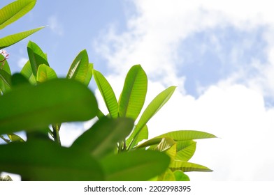 Pagoda Tree Or Frangipani Or Temple Tree And Sky Background