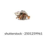 Paguroidea or hermit crab with unique shell isolated on white background
