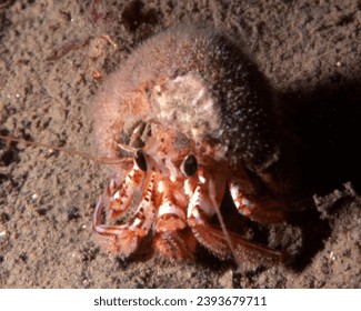Pagurus armatus, a NE Pacific hermit crab. 1) next to its snail shell 