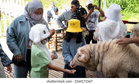 PAHANG, MALAYSIA - December 24, 2021: A boy and a girl are feeding a sheep at an animal farm, located in Pahang, Malaysia. A close-up and selective focus photo of the sheep.
