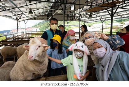 PAHANG, MALAYSIA - December 24, 2022: A boy and his friends are posing with a sheep (for a photo session), at a sheep farm, located in Pahang, Malaysia. A close-up and selective focus photo of the boy