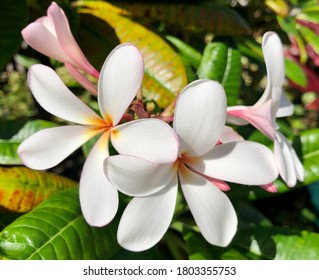 Pahoa, Hawaii 8-04-2020
Beautiful Plumeria Blossom 