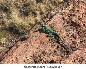 Pai Striped Whiptail lizard at the petrified forest in Arizona
