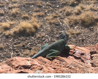 Pai Striped Whiptail lizard at the petrified forest in Arizona