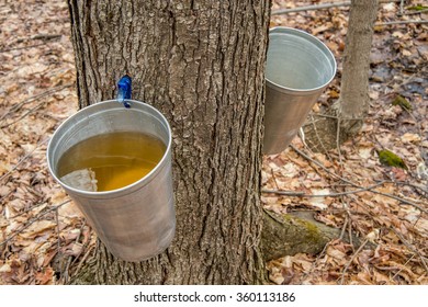 Pail used to collect sap of maple trees to produce maple syrup in Quebec.