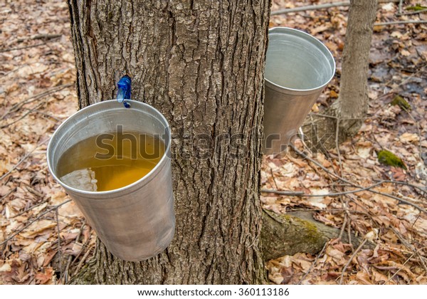 ケベック州でメープルシロップを作るために カエデの樹液を集めるのに使われたバケツ の写真素材 今すぐ編集