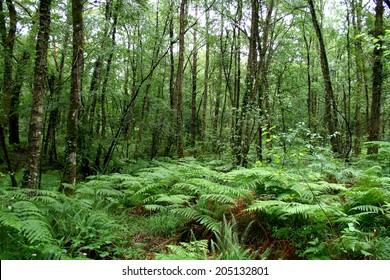 Paimpont Forest, Brittany, France. 