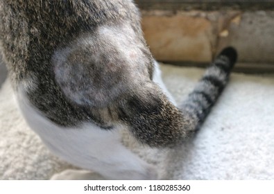 Dog Shaving Images Stock Photos Vectors Shutterstock