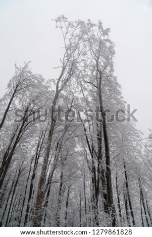 Similar – Silence in the winter forest