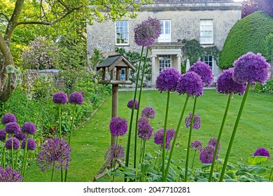 Painswick, Gloucestershire, UK June 9th, 2021, Blue Allium flowers in full bloom in a formal garden setting, The Cotswolds.